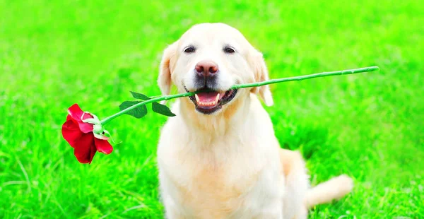 Glücklicher Golden Retriever Hund hält eine rote Blume in den Zähnen