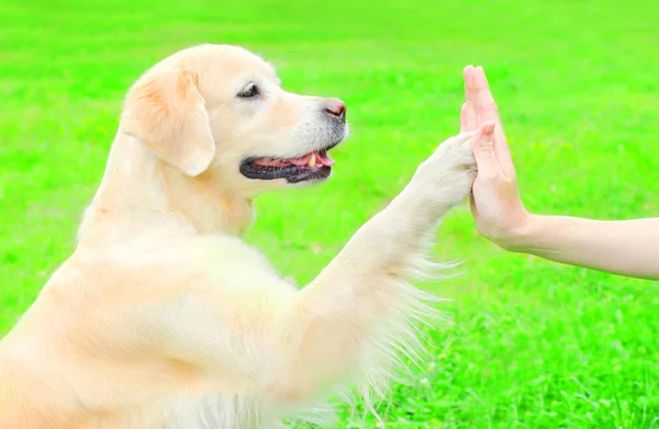 Hübscher Golden Retriever Hund Auf Dem Gras Park Und Gibt — Stockfoto