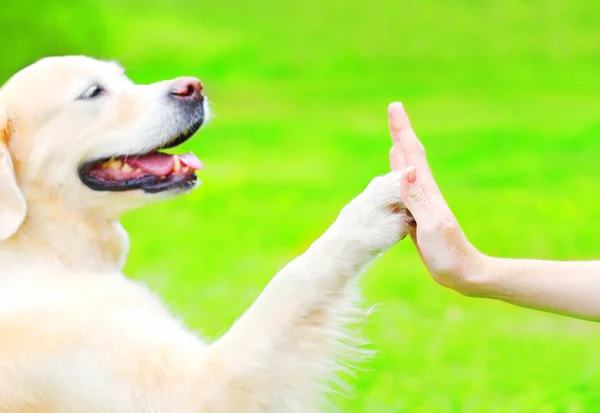 Golden Retriever Pies Trawie Parku Dając Łapa Ręki — Zdjęcie stockowe