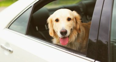 Mutlu genç Golden Retriever köpek arabada oturan dışarı bakıyor 