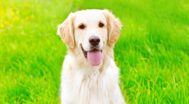 Dikey yakın çekim mutlu Golden Retriever köpek yeşil çim üzerinde s