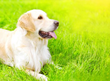 Dikey yakın çekim Golden Retriever köpek s yeşil çim üzerinde yalan