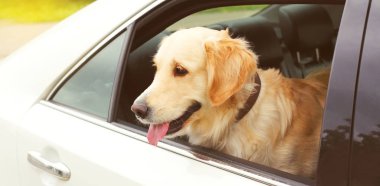 Mutlu genç Golden Retriever köpek arabada oturan dışarı bakıyor 