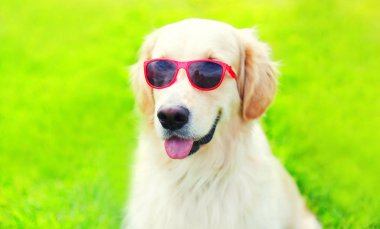 Portre yakın çekim Golden Retriever köpek çim üzerinde güneş gözlüğü