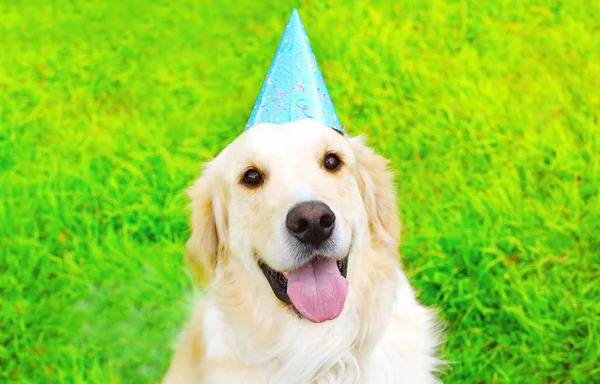 Portrait happy Golden Retriever dog in birthday paper cap sittin