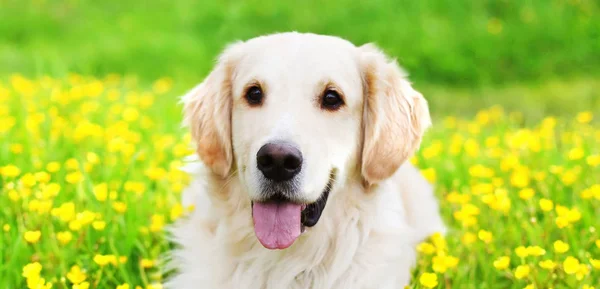 Portret młodego psa Golden Retriever leżącego na zielonej trawie nad wy — Zdjęcie stockowe