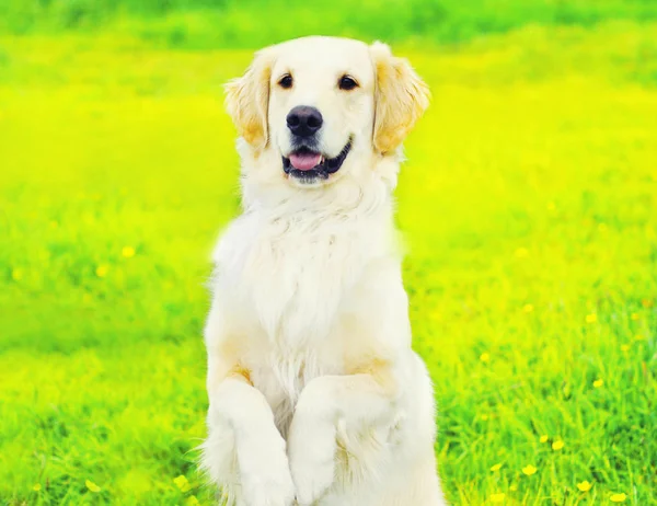 Posłuszny pies Golden Retriever wykonuje komendę, stojąc na jego — Zdjęcie stockowe