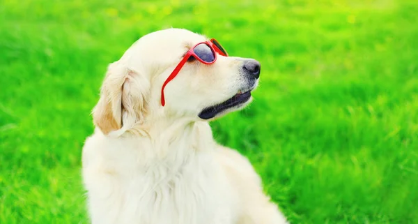 Портрет крупный план Золотой ретривер собака в солнцезащитных очках на траве в — стоковое фото