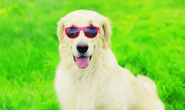 Portrait gros plan Golden Retriever chien dans des lunettes de soleil sur l'herbe en — Photo