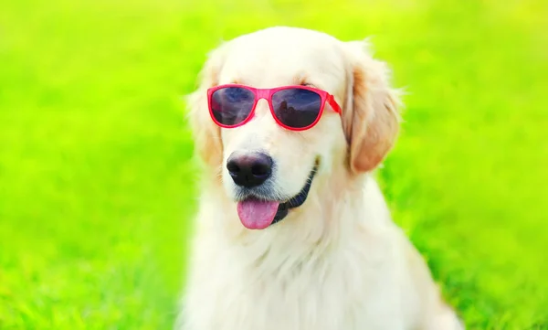 Ritratto primo piano Golden Retriever cane in occhiali da sole su erba in — Foto Stock