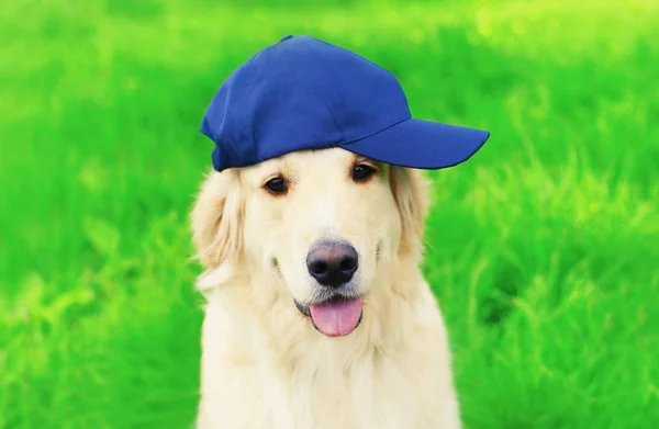 Ritratto felice Golden Retriever cane in berretto da baseball blu seduto — Foto Stock