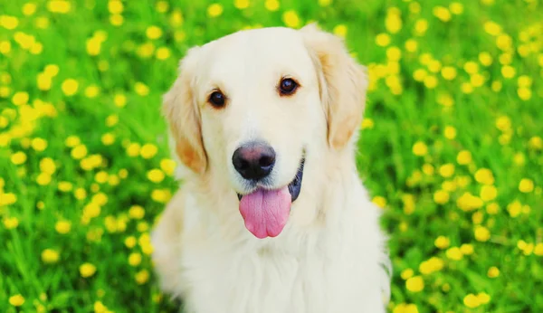 Porträtt Happy Young Golden Retriever hund på grönt gräs över Ye — Stockfoto