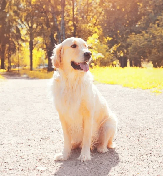 Feliz bonito Golden Retriever cão sentado e olhando para longe no dia ensolarado de outono — Fotografia de Stock