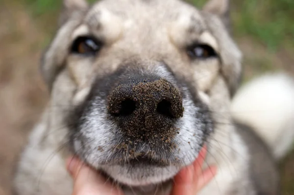 West Siberian Grey Laika Dirty Nose Selective Focus Nose Shallow — Stock Photo, Image