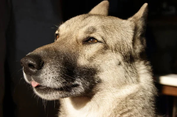 西伯利亚哈士奇狗肖像画在家里 宠物狗 — 图库照片