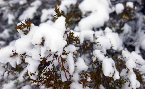 圣诞常绿云杉树 雪白如新 有选择的重点 — 图库照片#