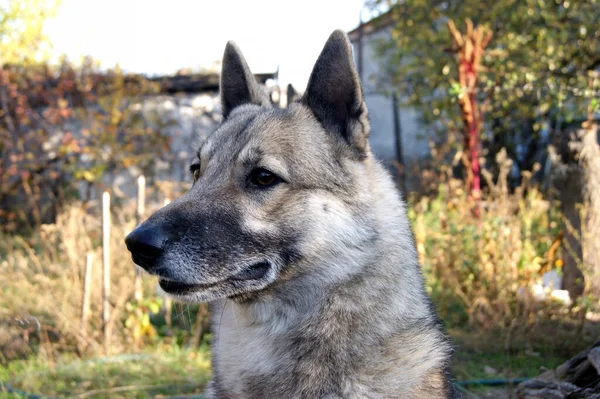 Retrato Cão Husky Siberiano Livre Outono Animais Estimação — Fotografia de Stock