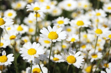 Yazın çayırda harika papatyalar. Beyaz papatyalar.