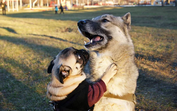 Dog Mops Och Siberian Husky Hundar Vänliga Promenader Dåligt Väder — Stockfoto