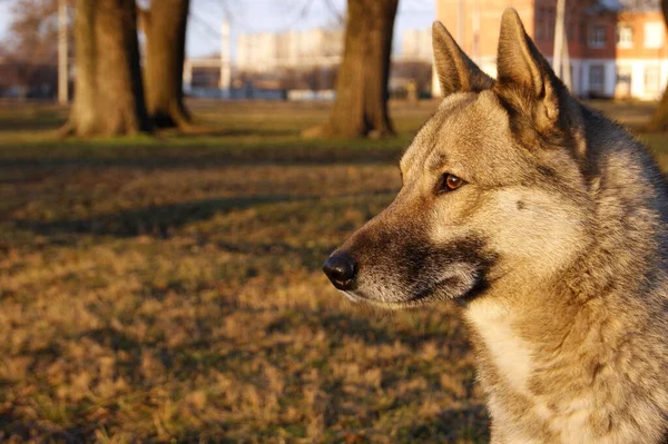 Retrato Cão Husky Siberiano Parque Cidade Animais Estimação — Fotografia de Stock