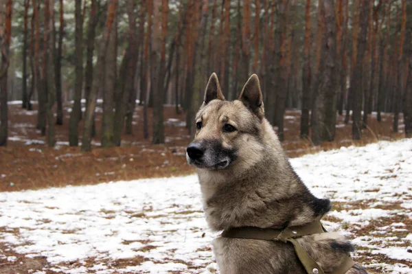 Portret Syberyjskiego Husky Psa Zimą Sosnowym Lesie Zwierzęta Domowe — Zdjęcie stockowe