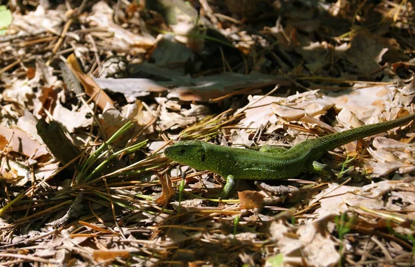 European Green Lizard Wild Forest Lacerta Viridis — Stock Photo, Image