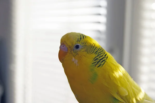 Funny Budgerigar Cute Yellow Budgie Parrot Looking Camera Tamed Pet — Stock Photo, Image