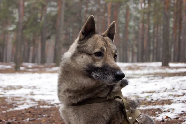 Retrato Cão Husky Siberiano Uma Floresta Pinheiro Inverno Animais Estimação — Fotografia de Stock