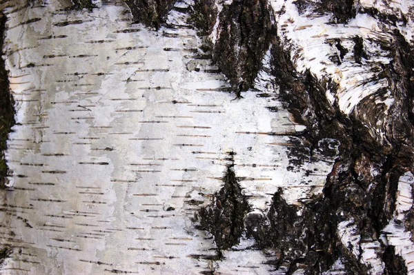 Modèle Écorce Bouleau Avec Des Rayures Noires Sur Écorce Blanche — Photo