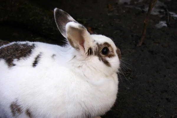 European Domestic White Rabbit Oryctolagus Cuniculus Outdoor — Stock Photo, Image