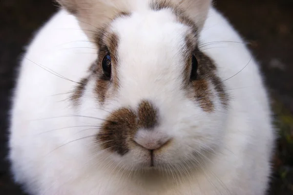 Lapin Blanc Domestique Européen Oryctolagus Cuniculus Plein Air — Photo