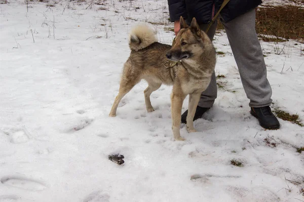 Husky Siberiano Procura Encontrou Uma Arma Abandonada Floresta Belo Cão — Fotografia de Stock