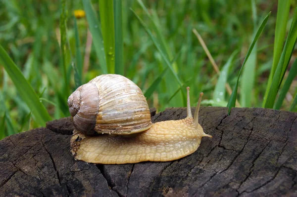 Obyčejný Zahradní Šnek Plazící Pařezu Letní Den Zahradě Nature — Stock fotografie