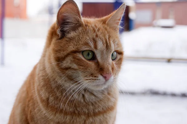 Egy Zöld Szemű Vörös Macska Portréja Téli Szezonban — Stock Fotó