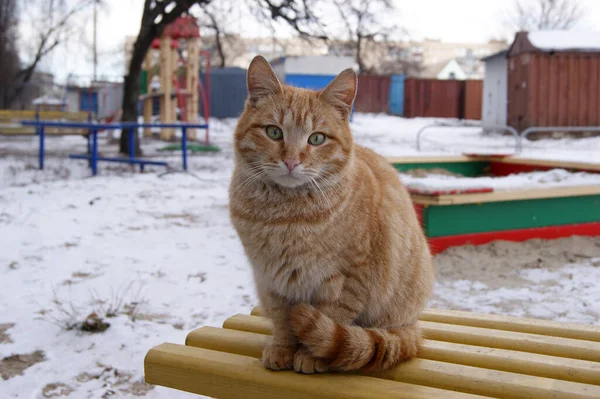 Portré Egy Zöld Szemű Hajléktalan Vörös Macskáról Téli Szezonban Macska — Stock Fotó