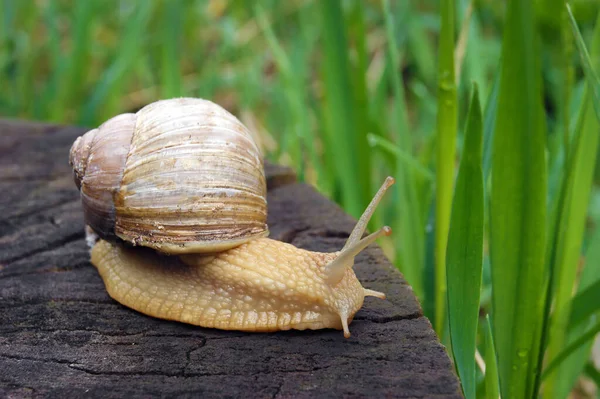 Obyčejný Zahradní Šnek Plazící Pařezu Letní Den Zahradě Nature — Stock fotografie