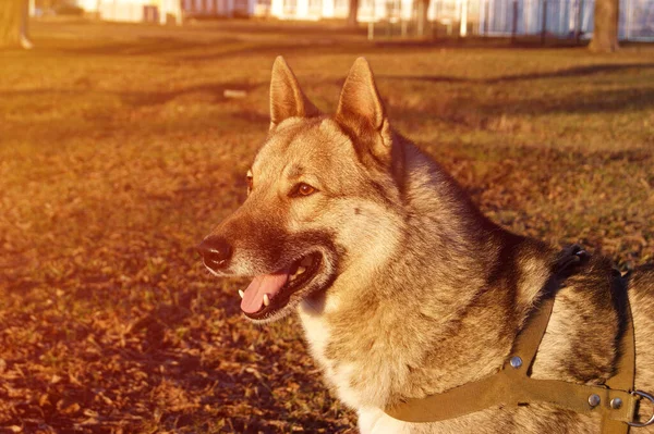 西伯利亚哈士奇犬肖像画在城市公园里 宠物狗 — 图库照片