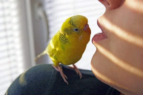 Grappige Grasparkiet Leuke Gele Budgie Papegaai Die Naar Camera Kijkt — Stockfoto