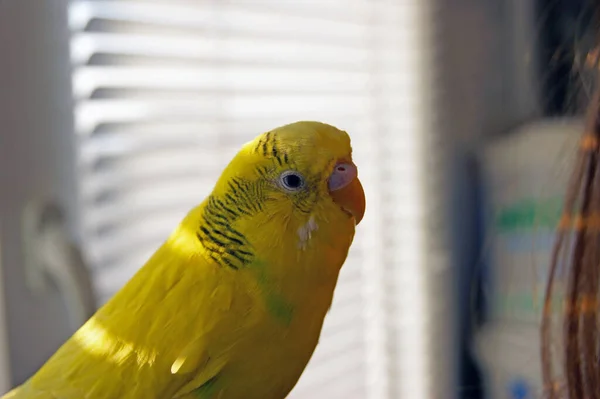 Funny Budgerigar Cute Yellow Budgie Parrot Looking Camera Tamed Pet — Stock Photo, Image