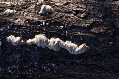 Ağaç gövdesinde gelişmemiş mantarlar. Kurumuş ağaçta mantar, liken ve yosun. Ağaç kabuğu mantarlarla kaplı. Yatay