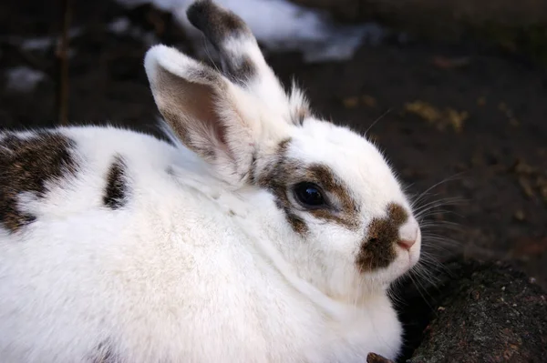 Ευρωπαϊκός Οικιακός Λευκός Λαγός Oryctolagus Cuniculus Εξωτερικό Χώρο — Φωτογραφία Αρχείου