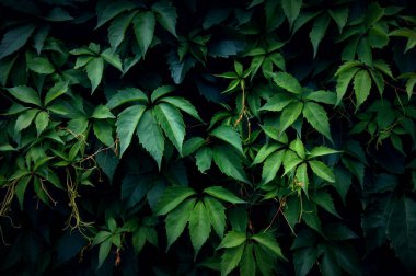 Yeşil sarmaşık yaprakları duvarda. Doğal desen, doku, yeşil duvar kağıdı. Vahşi asma yaprağı arka planı. Liana çitte, çit. Bahçıvanlık kavramı.