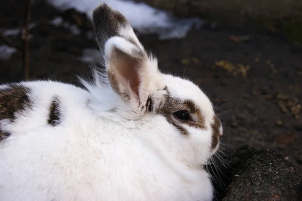 欧洲家兔大羚羊在户外生活 — 图库照片