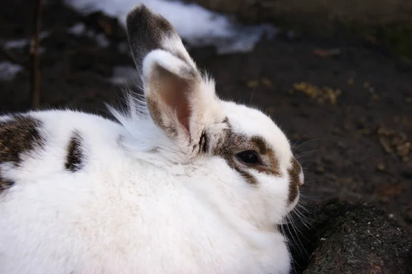 Ευρωπαϊκός Οικιακός Λευκός Λαγός Oryctolagus Cuniculus Εξωτερικό Χώρο — Φωτογραφία Αρχείου