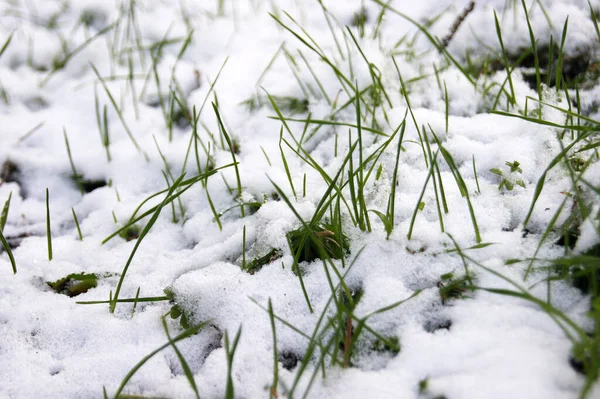 Green grass sprouts from under the snow that melts in the spring.
