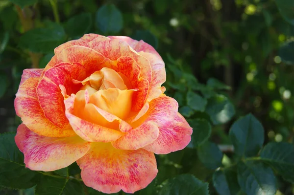 Hermosa Rosa Amarillo Roja Jardín Fondo Borroso Hojas — Foto de Stock