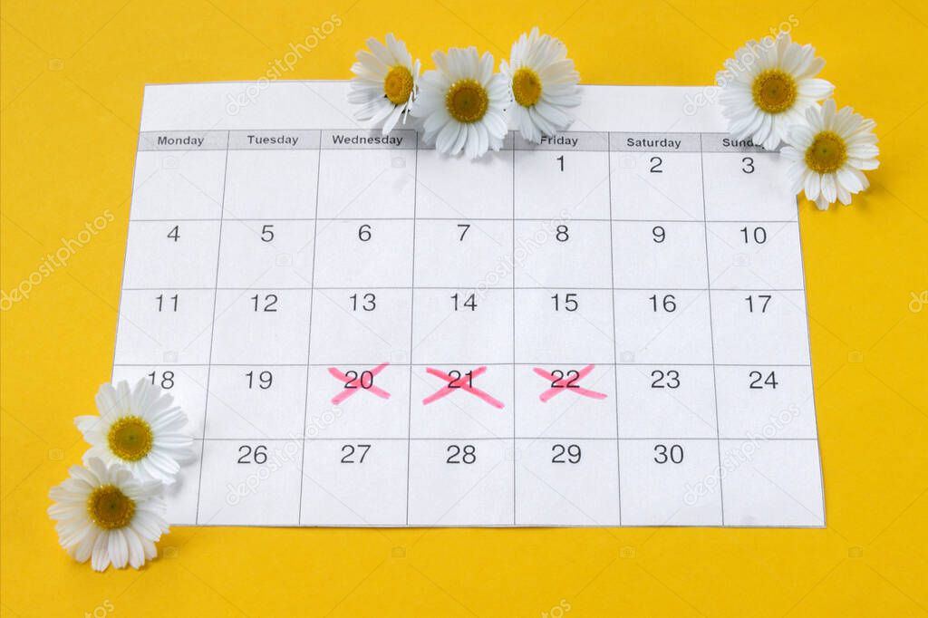 Chamomile on menstruation period calendar on yellow Background. The concept of female health, personal hygiene during critical days.