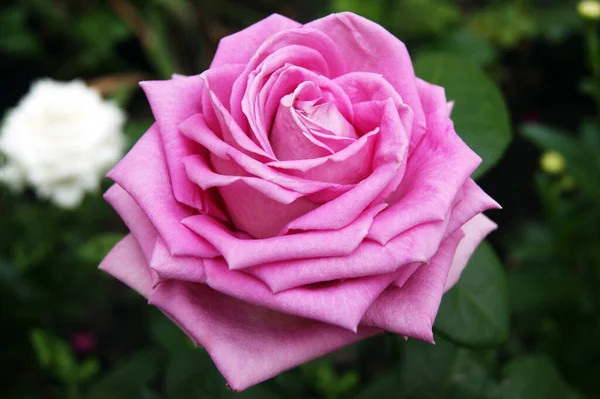 Hermosa Rosa Jardín Fondo Borroso Hojas — Foto de Stock