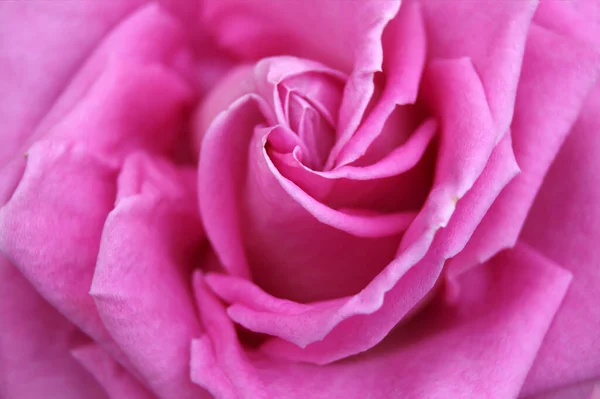 Hermosa Rosa Jardín Fondo Natural — Foto de Stock