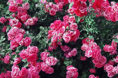 Doğadaki güzel pembe gül çalıları. Doğal arkaplan, bahçedeki çalılıklarda güllerin kabarıklığı..